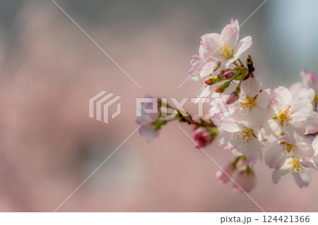 可憐な桜 可憐な桜 124421366