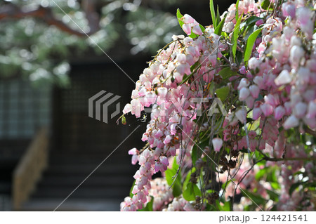 春花　満開のアセビ 　中院境内　川越市　　　　　 124421541