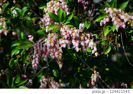 春花 満開のアセビ 中院境内 川越市 春花 満開のアセビ 中院境内 川越市 124421543