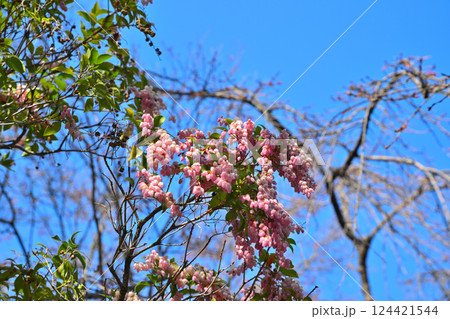 春花　満開のアセビ 　中院境内　川越市　　　　　 124421544