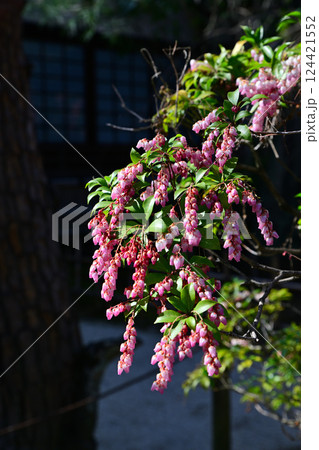 春花　満開のアセビ 　中院境内　川越市　　　　　 124421552
