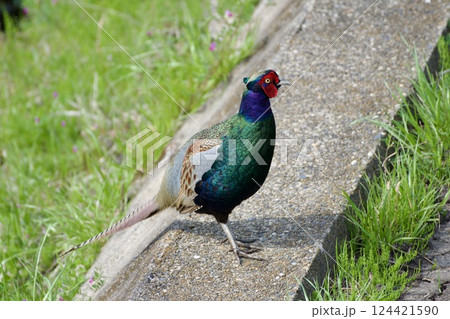 キジ pheasant / Japan 124421590