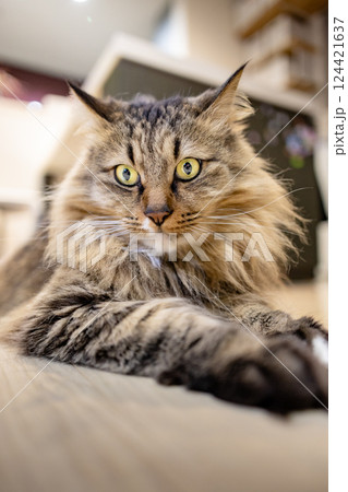 アップの猫 124421637