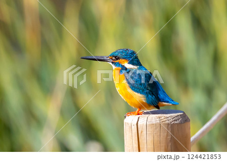 埼玉県川越市池辺　川越水上公園　修景池（ボート池）の水辺の杭にとまるカワセミ 124421853
