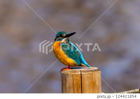 埼玉県川越市池辺　川越水上公園　修景池（ボート池）の水辺の杭にとまるカワセミ 124421854