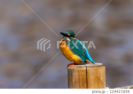埼玉県川越市池辺　川越水上公園　修景池（ボート池）の水辺の杭にとまるカワセミ 124421856