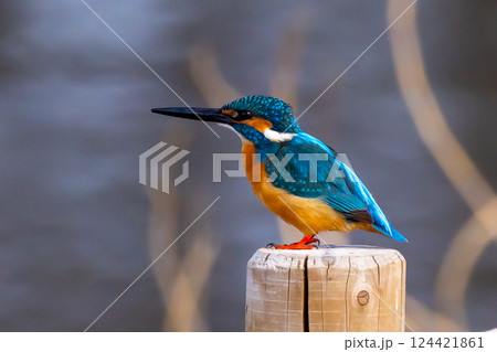 埼玉県川越市池辺 川越水上公園 修景池(ボート池)の水辺の杭にとまるカワセミ 埼玉県川越市池辺 川越水上公園 修景池(ボート池)の水辺の杭にとまるカワセミ 124421861