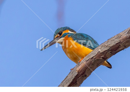 埼玉県川越市池辺 川越水上公園 修景池(ボート池)の水辺の枝にとまるカワセミ 埼玉県川越市池辺 川越水上公園 修景池(ボート池)の水辺の枝にとまるカワセミ 124421938