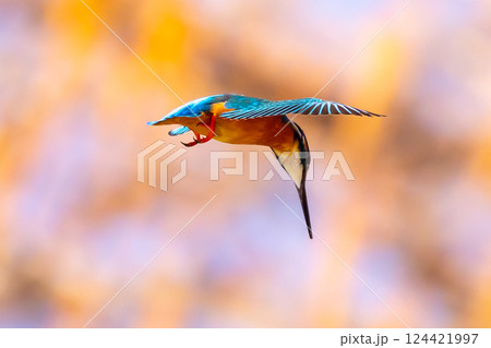 埼玉県川越市池辺　川越水上公園　修景池（ボート池）で獲物の小魚を狙ってホバリングするカワセミ 124421997