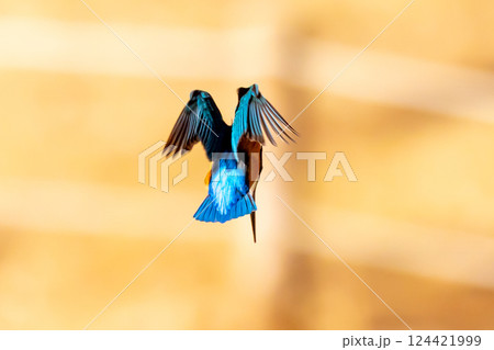 埼玉県川越市池辺　川越水上公園　修景池（ボート池）で獲物の小魚を狙ってホバリングするカワセミ 124421999