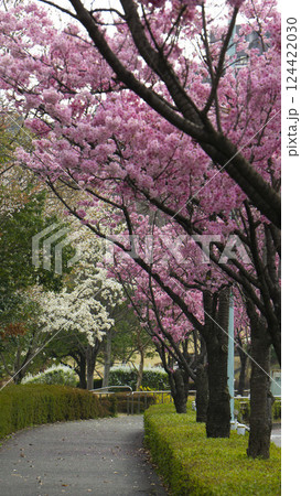 満開の桜のトンネルを歩く（稲城市 若葉台） 124422030