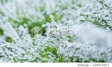 白い花、雪柳の美しさ 124422031