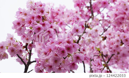 春の訪れを告げる陽光桜 124422033