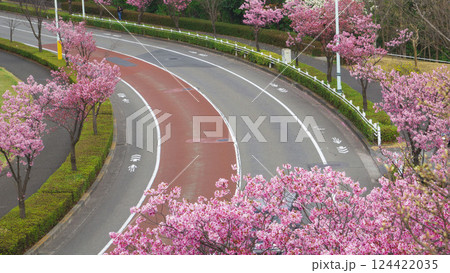 道路沿いに咲く陽光桜（稲城市 若葉台 124422035