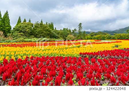大分県竹田市　秋のくじゅう花公園の赤と黄色が美しいけいとうの花畑 124422048