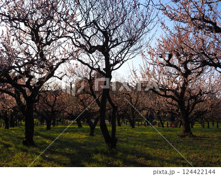 大阪城公園の梅園 大阪城公園の梅園 124422144
