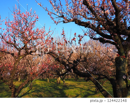 大阪城公園の梅園 124422148