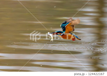 埼玉県川越市池辺　川越水上公園　修景池（ボート池）でダイブした後獲物の小魚をくわえて飛ぶカワセミ 124422167