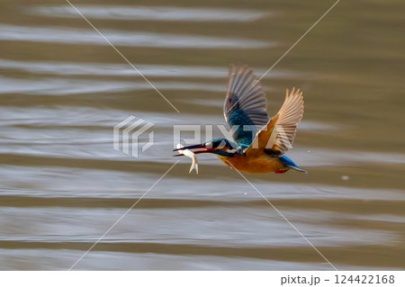 埼玉県川越市池辺　川越水上公園　修景池（ボート池）でダイブした後獲物の小魚をくわえて飛ぶカワセミ 124422168