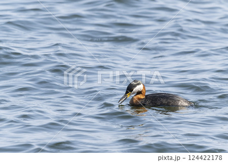 アカエリカイツブリ 124422178