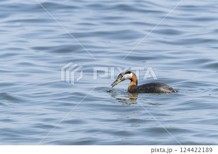 アカエリカイツブリ 124422189