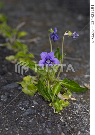 アツバスミレ 124422191