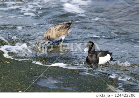 キンクロハジロ 124422200