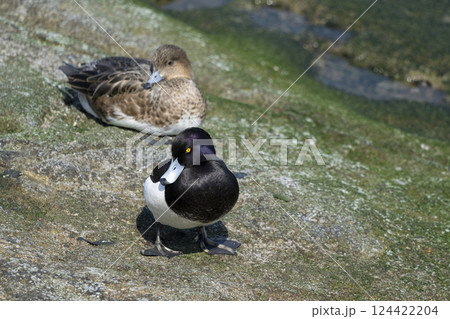 キンクロハジロ キンクロハジロ 124422204