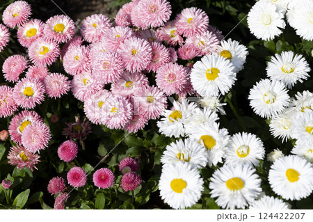 デージーの花 124422207