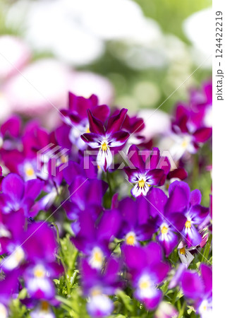 ビオラ ビオラ 124422219