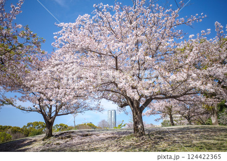 タワーマンションを凌駕する桜の華やかさ 124422365