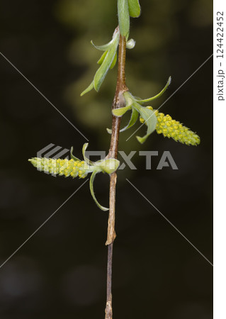 しだれ柳の花 124422452