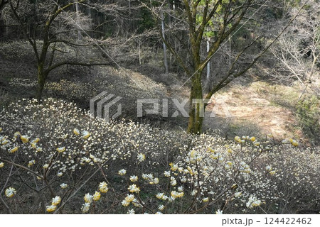 ミツマタの花が咲く春の訪れを告げる ミツマタの花が咲く春の訪れを告げる 124422462