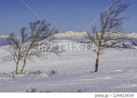 春の霧ケ峰高原の雪原遊歩道から北アルプス雪景色 124422639