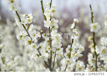 白い梅の花 124422753