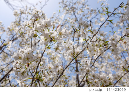 春 泉 湧水 124423069