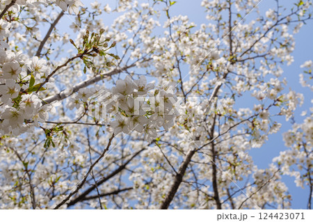 春 泉 湧水 124423071