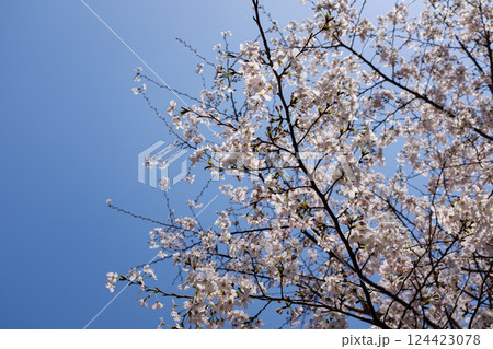 春 泉 湧水 124423078