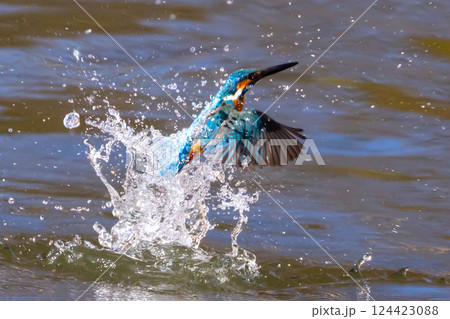 埼玉県川越市池辺 川越水上公園 修景池(ボート池)で獲物の小魚を狙ってダイブした後出てきたカワセミ 埼玉県川越市池辺 川越水上公園 修景池(ボート池)で獲物の小魚を狙ってダイブした後出てきたカワセミ 124423088