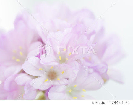 アルメリア　ピンクの花のマクロ撮影03 124423170