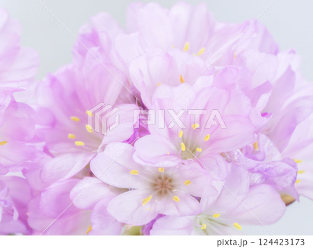 アルメリア ピンクの花のマクロ撮影07 アルメリア ピンクの花のマクロ撮影07 124423173