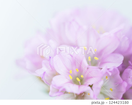 アルメリア　ピンクの花のマクロ撮影14 124423180