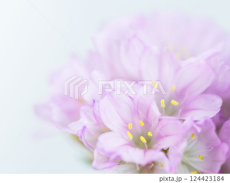 アルメリア ピンクの花のマクロ撮影18 アルメリア ピンクの花のマクロ撮影18 124423184