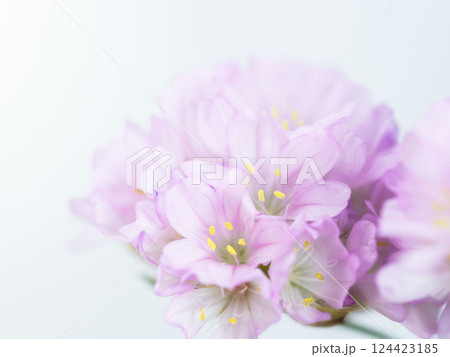 アルメリア ピンクの花のマクロ撮影19 アルメリア ピンクの花のマクロ撮影19 124423185