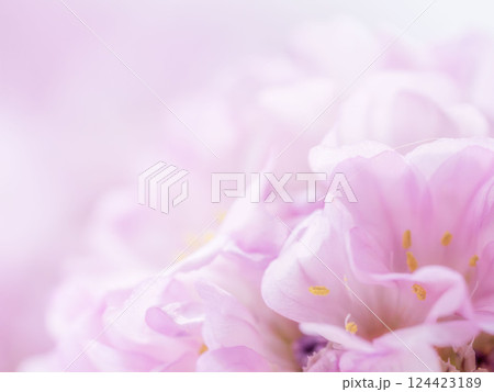 アルメリア ピンクの花のマクロ撮影23 アルメリア ピンクの花のマクロ撮影23 124423189