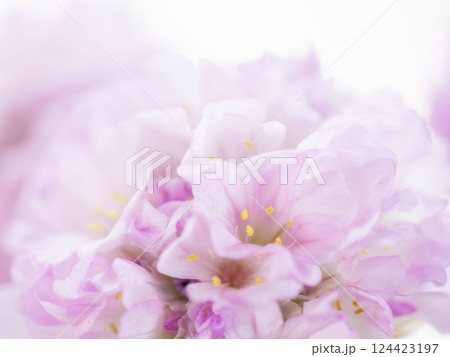 アルメリア ピンクの花のマクロ撮影30 アルメリア ピンクの花のマクロ撮影30 124423197