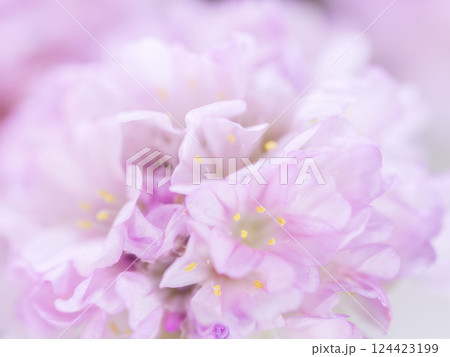 アルメリア　ピンクの花のマクロ撮影32 124423199