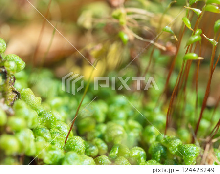 春の苔の芽が成長している04 春の苔の芽が成長している04 124423249