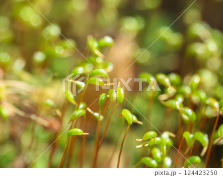 春の苔の芽が成長している05 春の苔の芽が成長している05 124423250