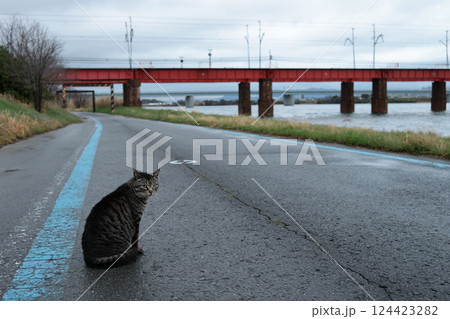 道端で遊ぶとら猫 道端で遊ぶとら猫 124423282